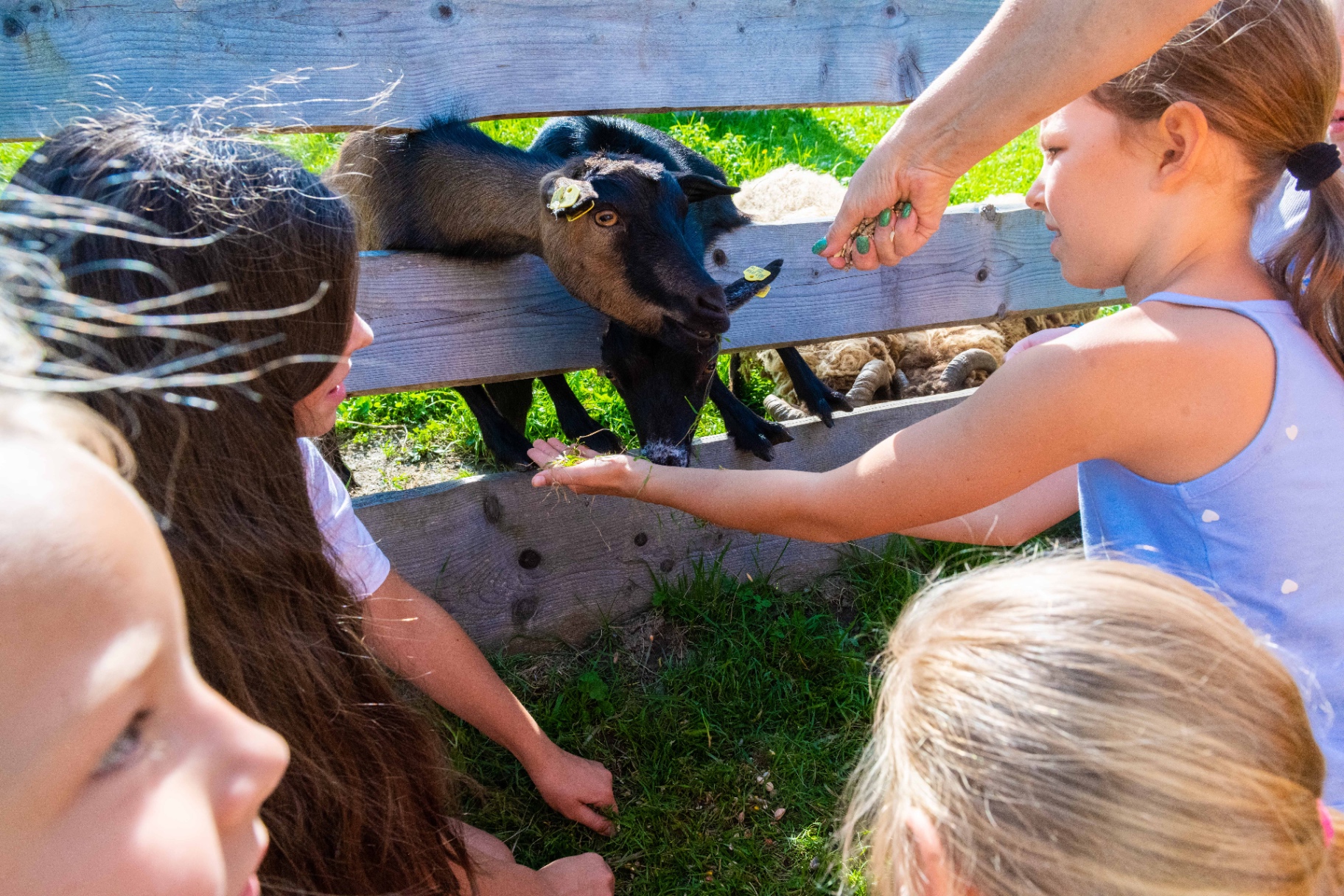 Kinder im Streichelzoo