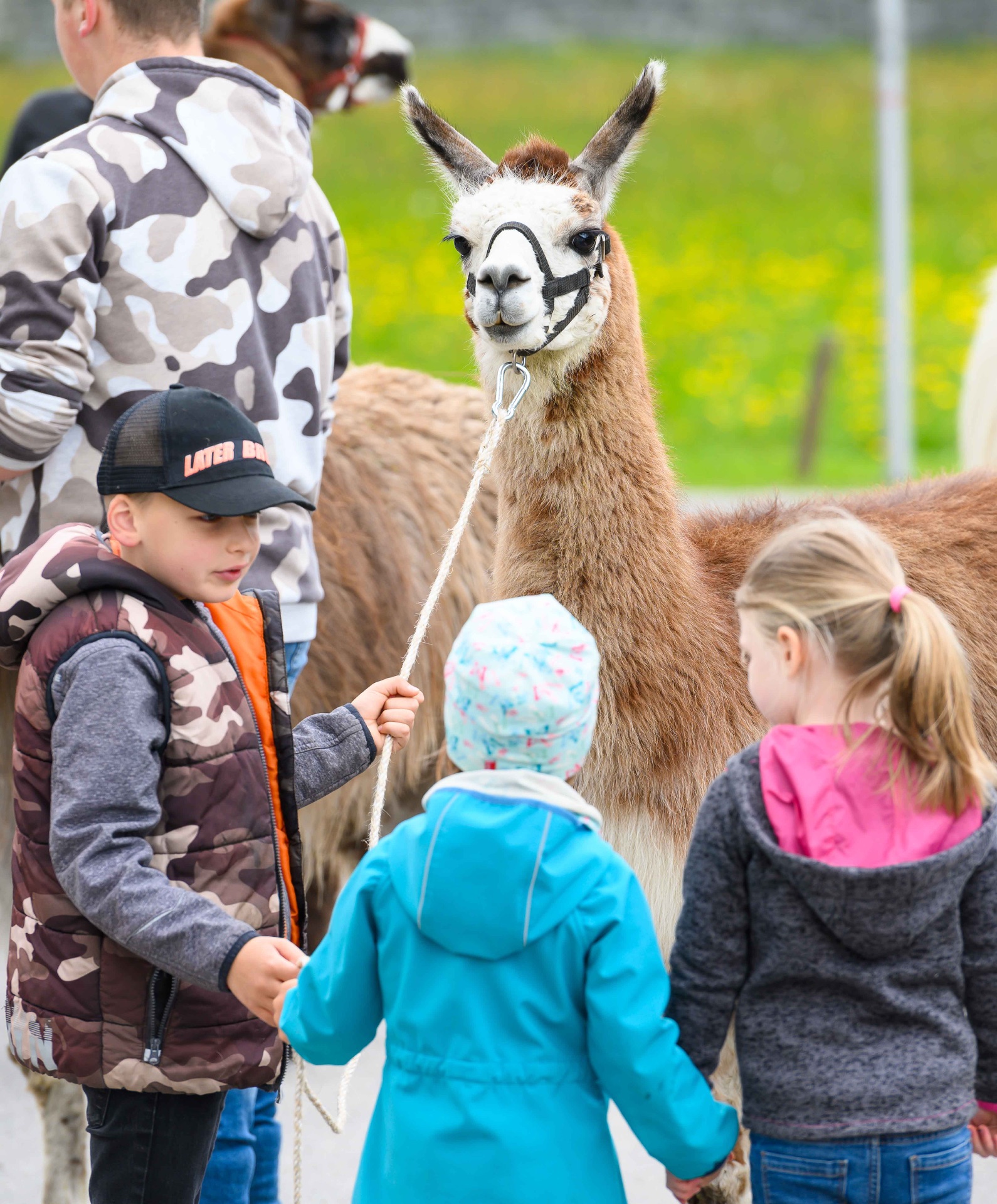 Kinder mit Lama bei der Lamawanderung